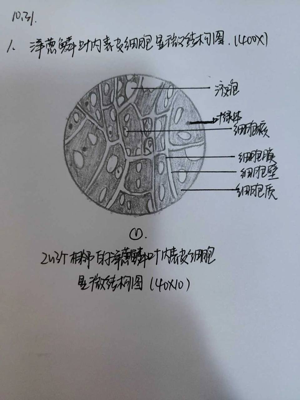 洋葱内表皮细胞鳞叶显微结构图 大学药学专业药用植物作业