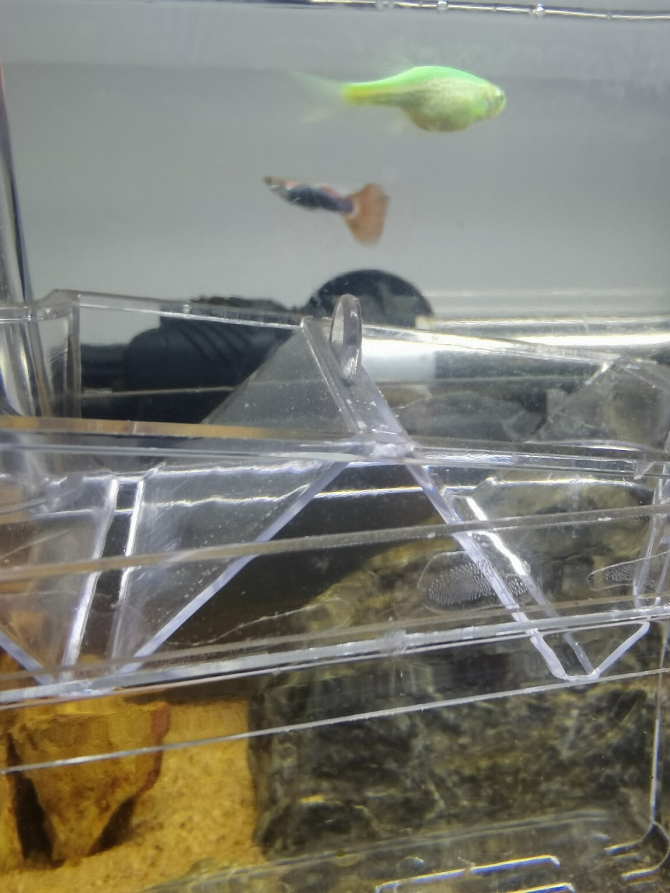 求助如何判断热带鱼是否怀孕? 有没有懂的鱼友帮忙看看是不是怀孕了?