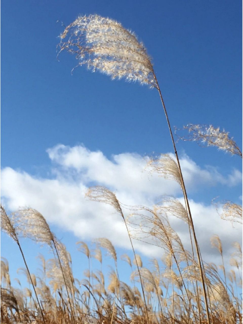 芦花千里雪漫漫——最美芦花诗词 芦花千里雪漫漫——最美芦花诗词
