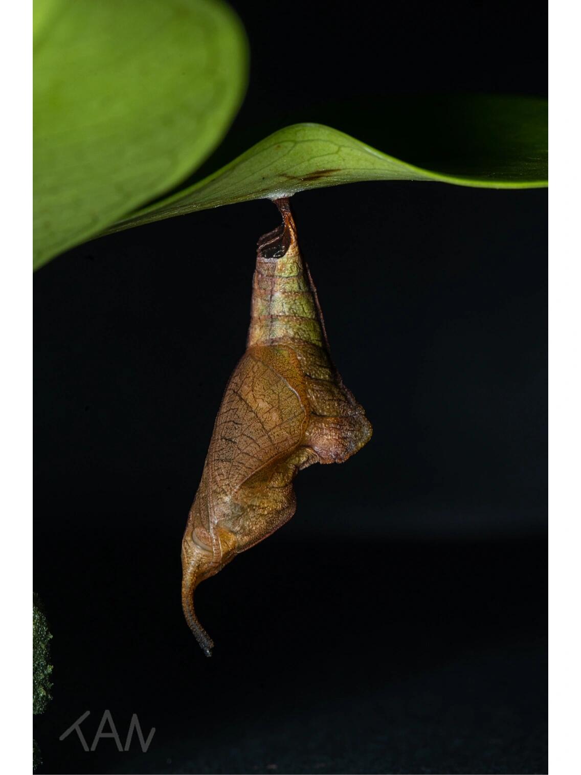 网丝蛱蝶 第一张是2020年在滴水岩记录到的,当时第一眼还以为是一条没