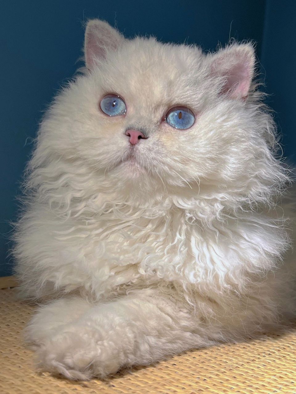 其实是超级拱手怪 我们家的猫猫性格与品相齐平!