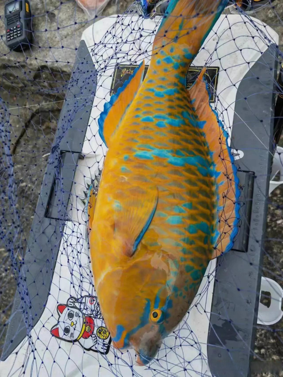 头条创作挑战赛昨天大师们出征钓的青衣鱼,学名:舒氏猪齿鱼,钓点中国