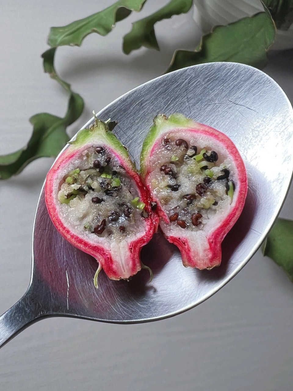 卷叶昙花又惊喜了 前两天卷叶昙花结果的帖子发布以后 好多花友建议我