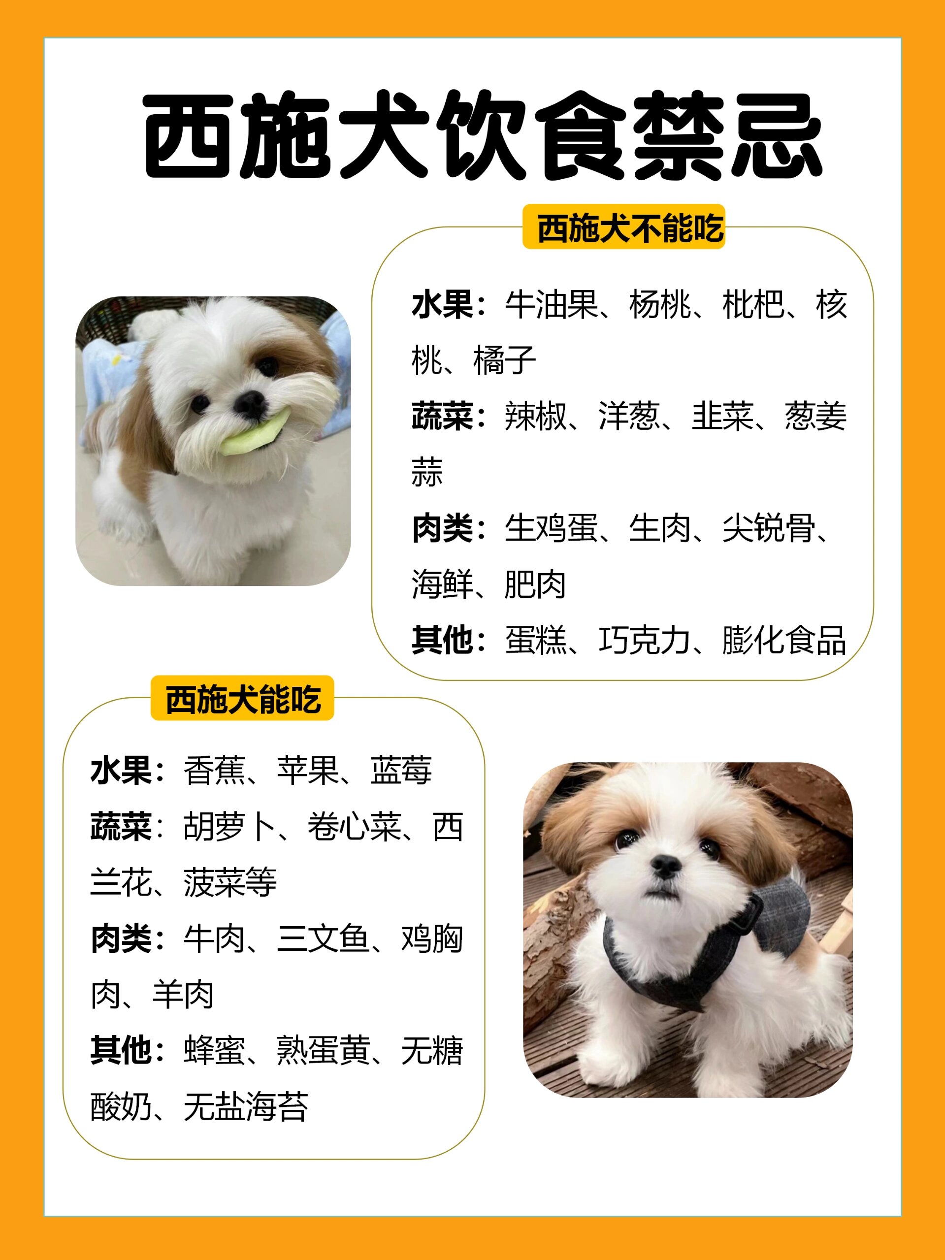 挑战每天认识一只狗狗～西施犬 96西施犬 源自西藏地区的拉萨犬