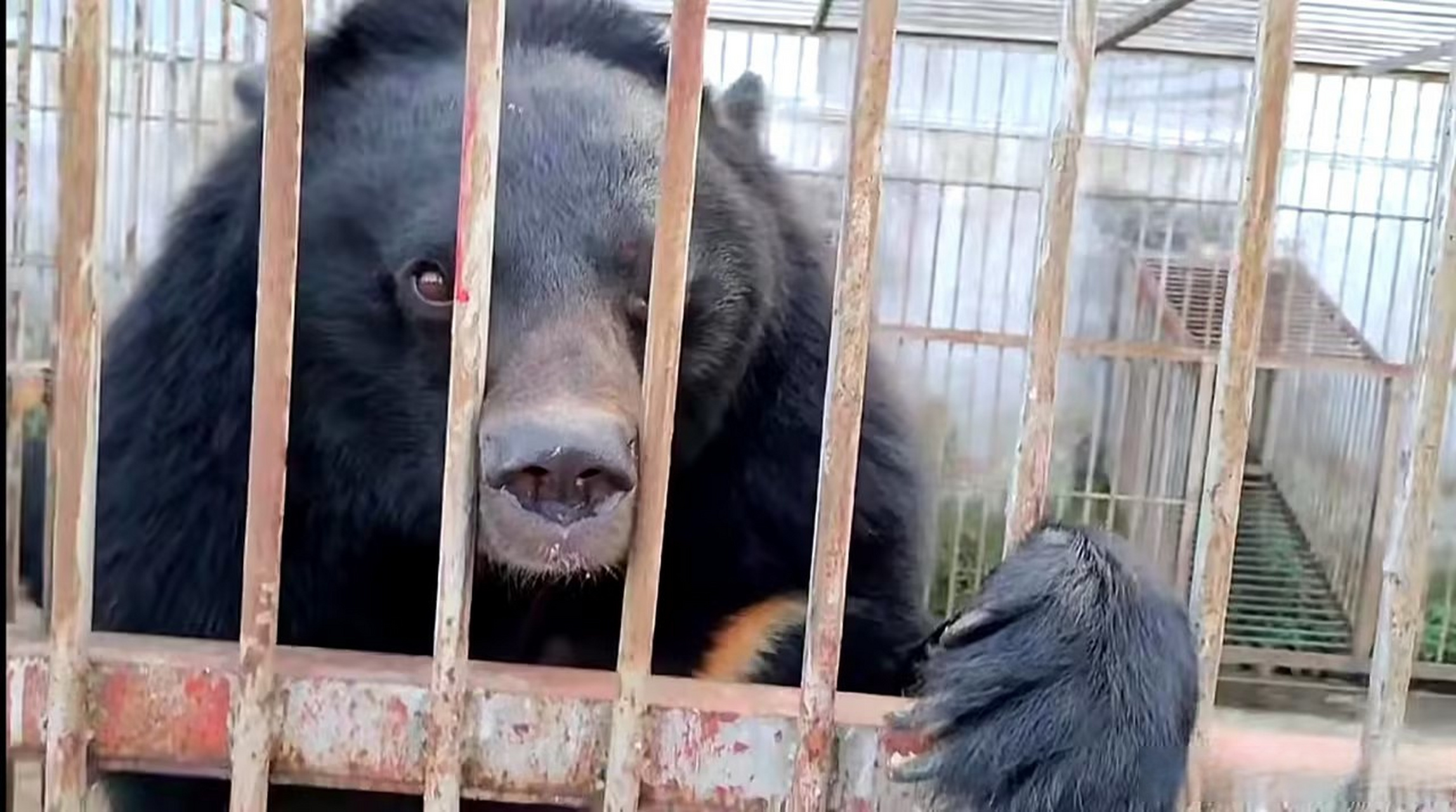 【"活熊取胆"残忍吗?| 征集线索,欢迎反映】  活熊取胆 作为社会长期