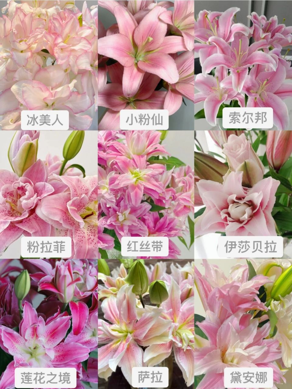 识花系列‖9款粉色系百合  粉拉菲 小火的一款高颜值重瓣百合,粉嫩