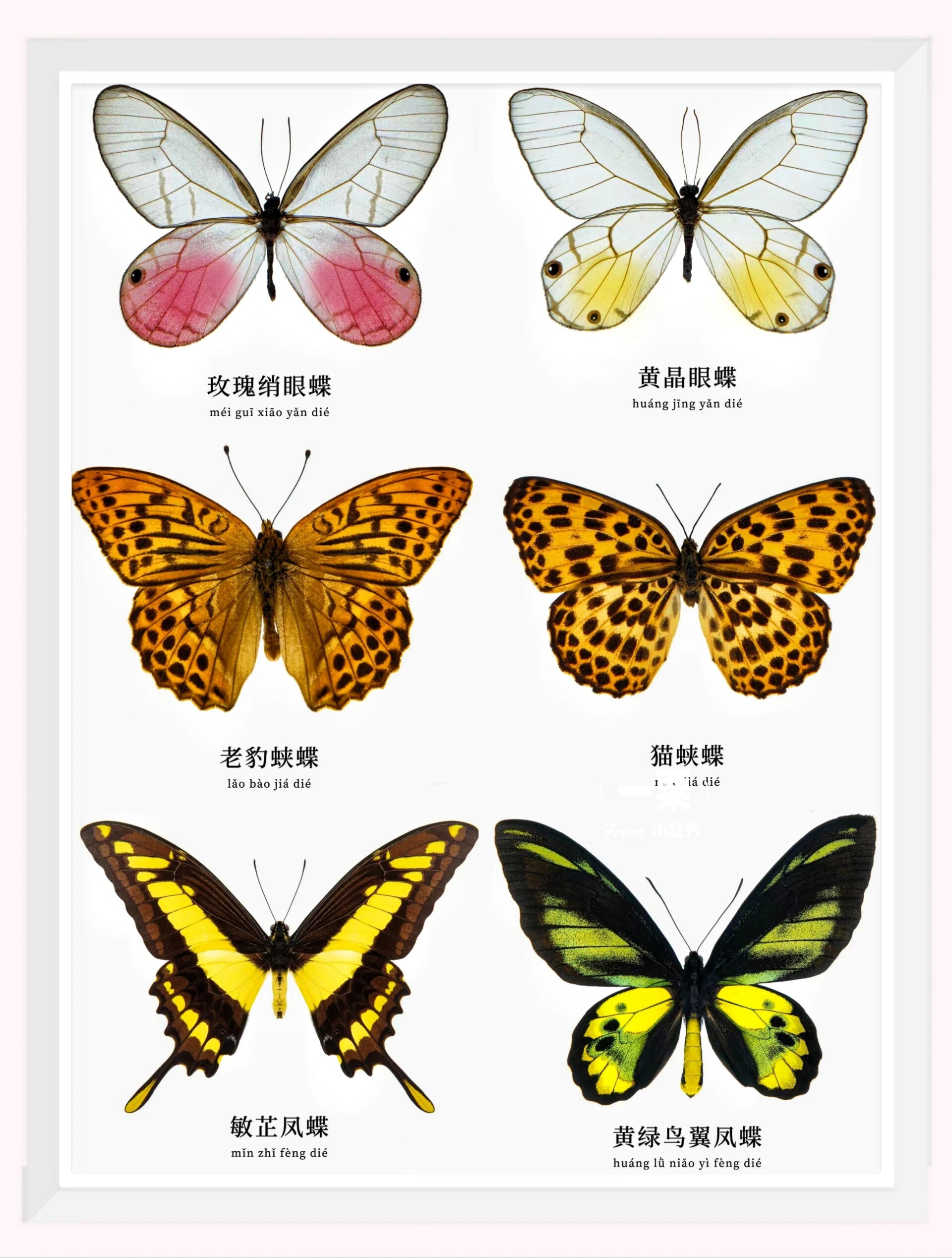 蝴蝶图鉴🦋