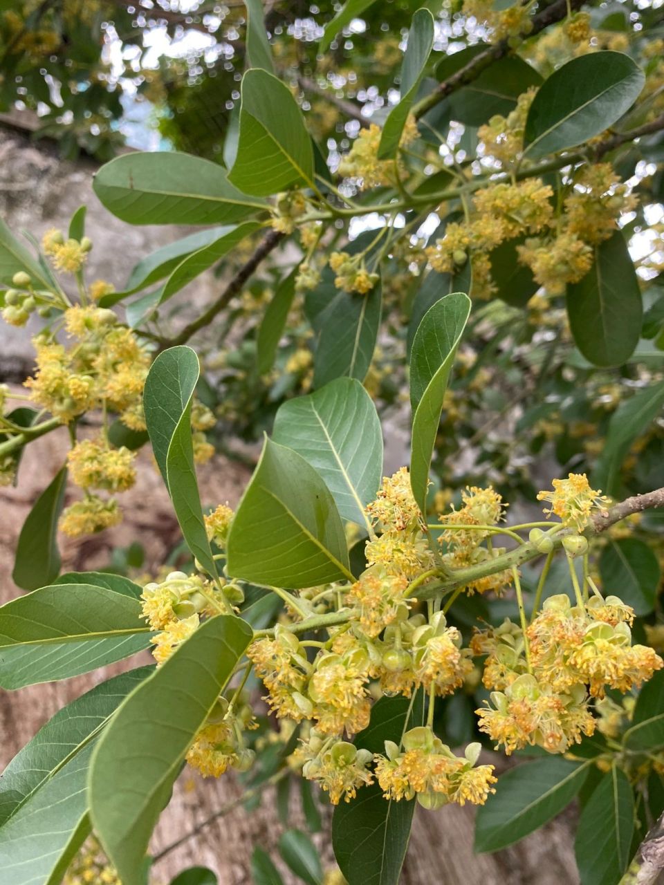 邂逅高颜值的植物99:木姜子 下午在路边看到的植物 木姜子 很美丽的
