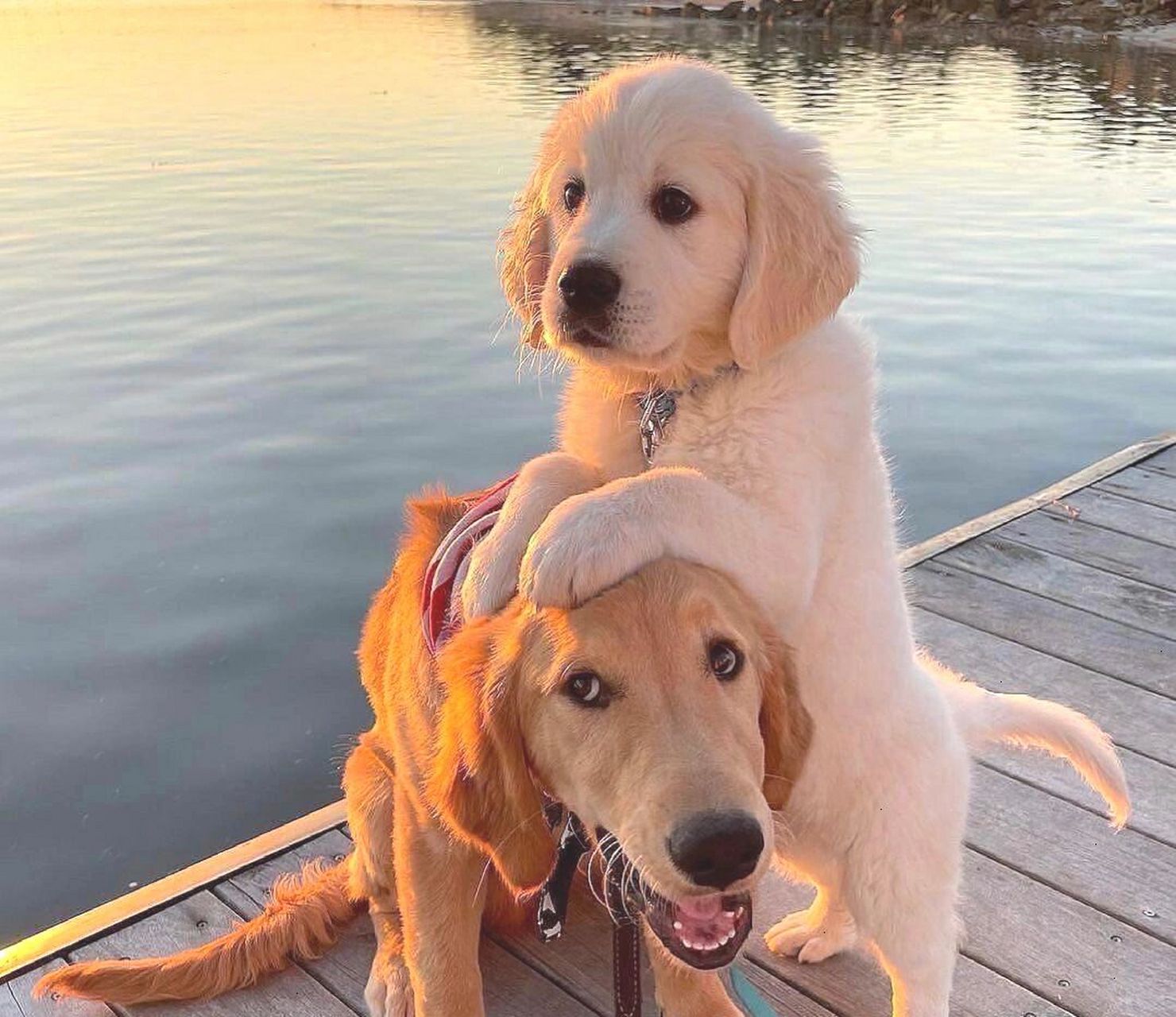 金毛和拉布拉多那个适合新手 最近想养个狗开始比较偏向金毛 现在看看