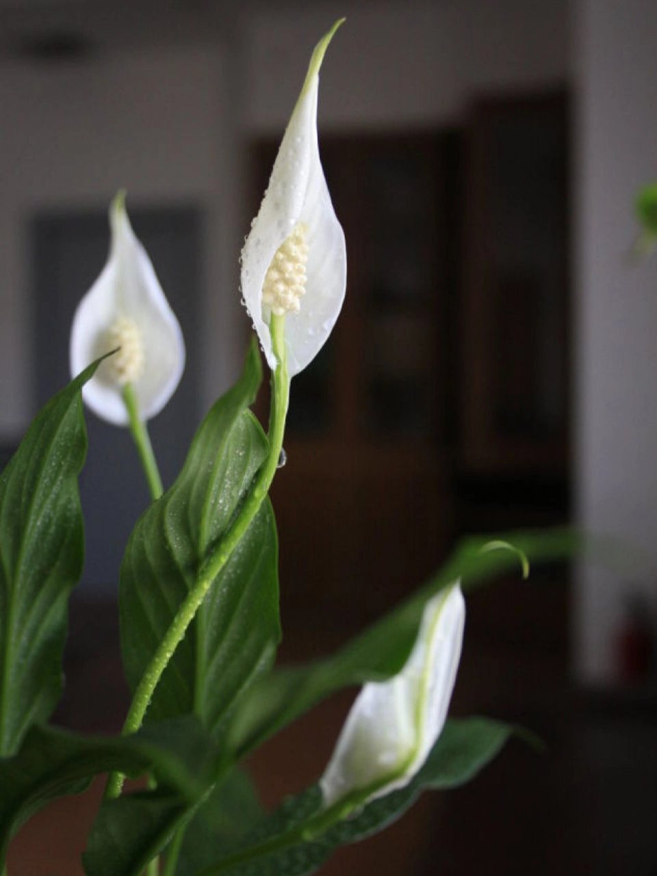 因叶片与竹芋相似,花酷似翘首的白鹤,故得名白鹤芋.