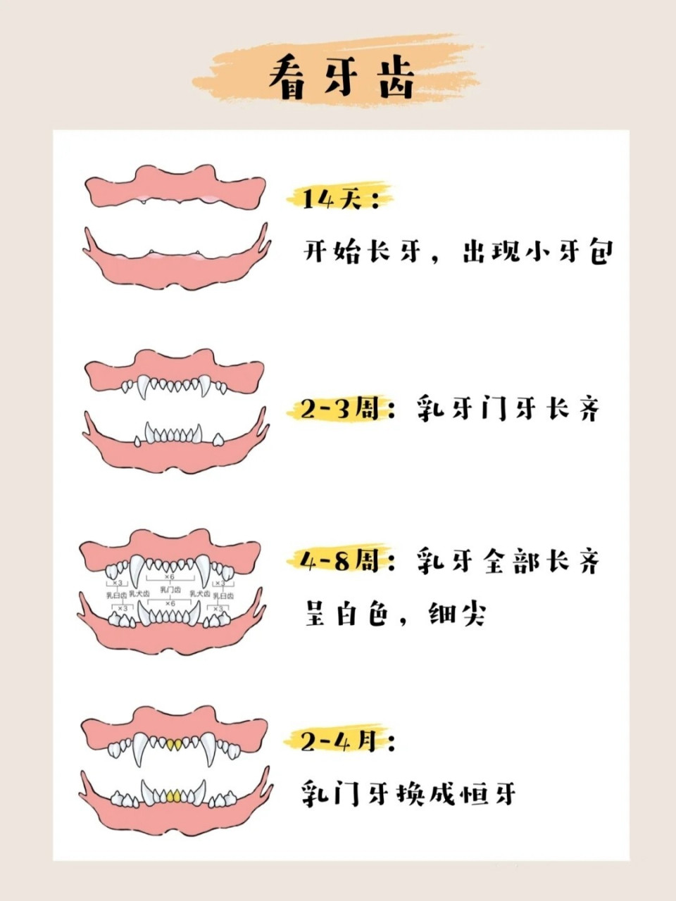 如何判断猫咪的年龄?