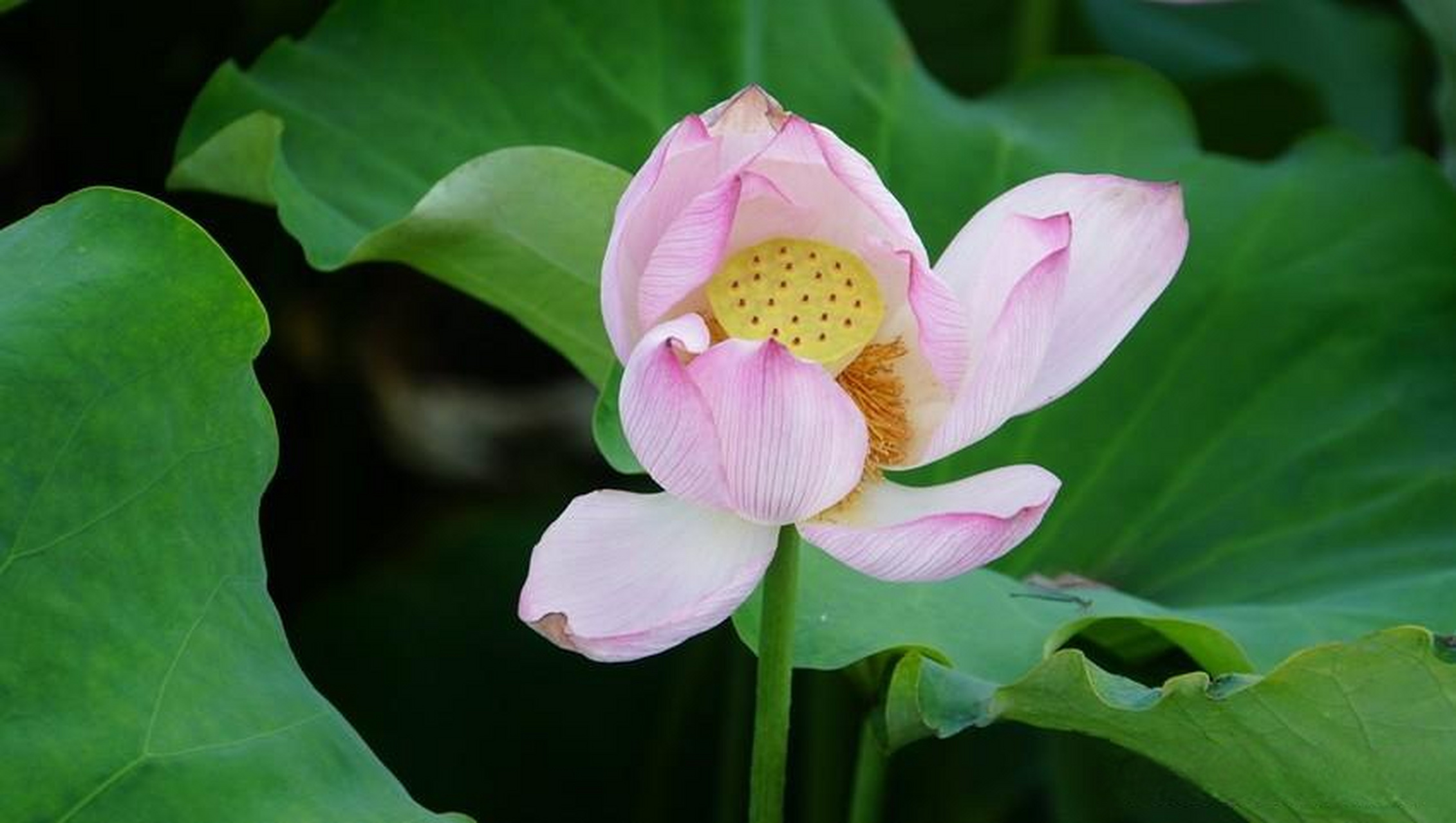 武汉莲花湖自古有之,原名莲花堤,现存湖面为古莲花湖的一部分.
