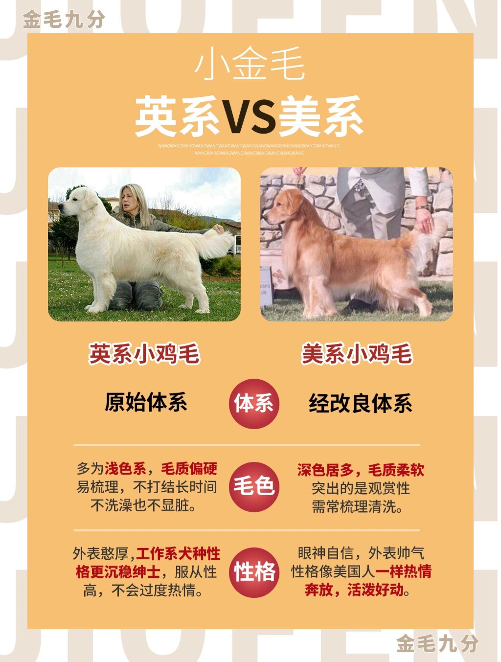 97英系&美系金毛的区别丨98对比图6015