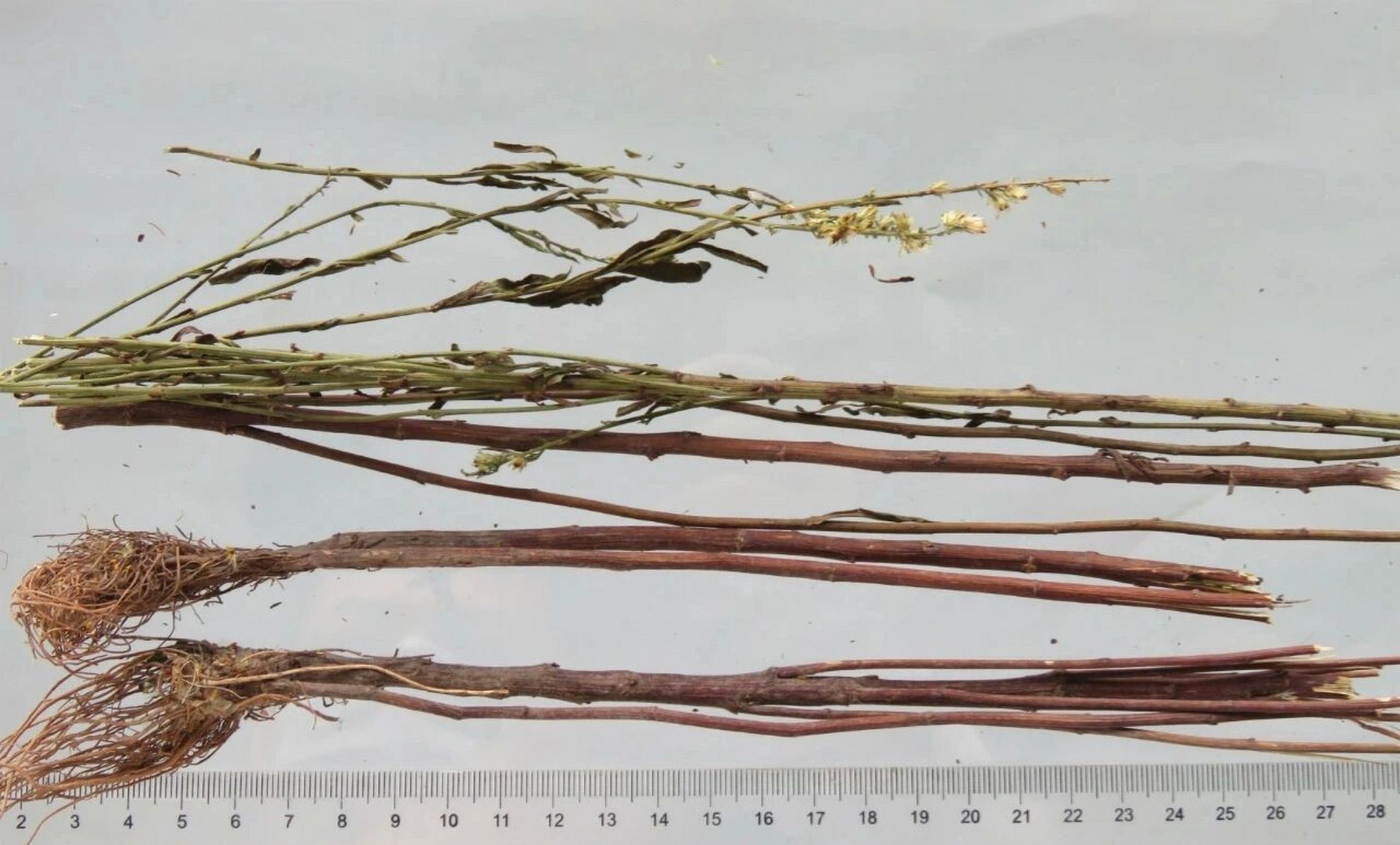 中药学习之"一枝黄花" 【功能与主治】清热解毒,疏散风热.