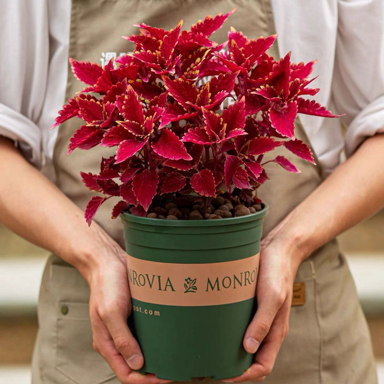 彩叶草|彩叶|五彩苏|盆栽养殖技巧 彩叶草是多年生草本植物,观叶类