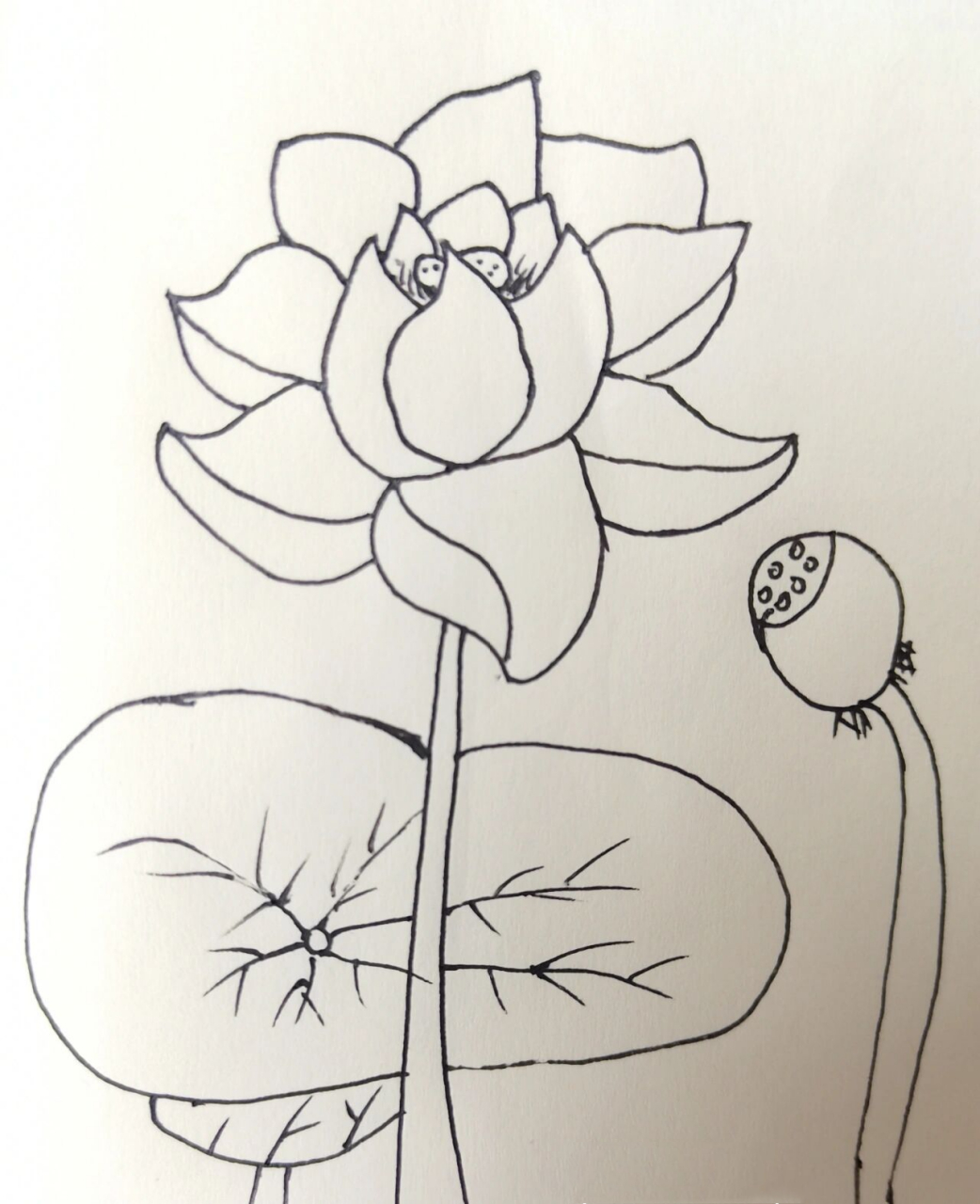 睡莲的简笔画法简单图片