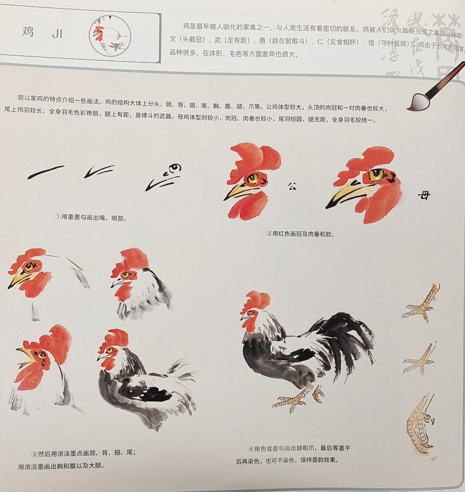 少儿国画——鸡