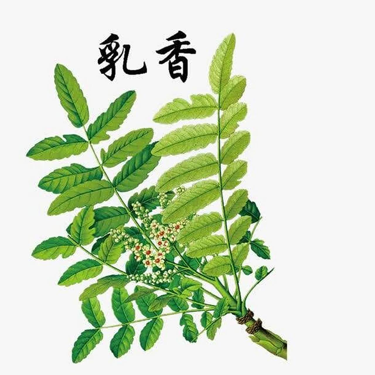 跌打损伤,瘀血肿痛:乳香 没药 乳香 没(mo)药 [功用〕二药为伍,同类相