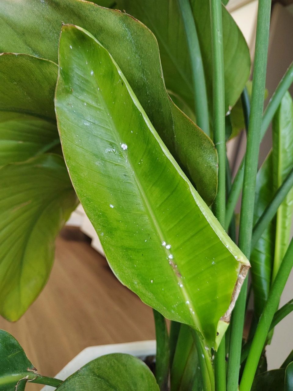 求助:我家天堂鸟长的白色的是虫害吗? 白色的这是什么玩意?