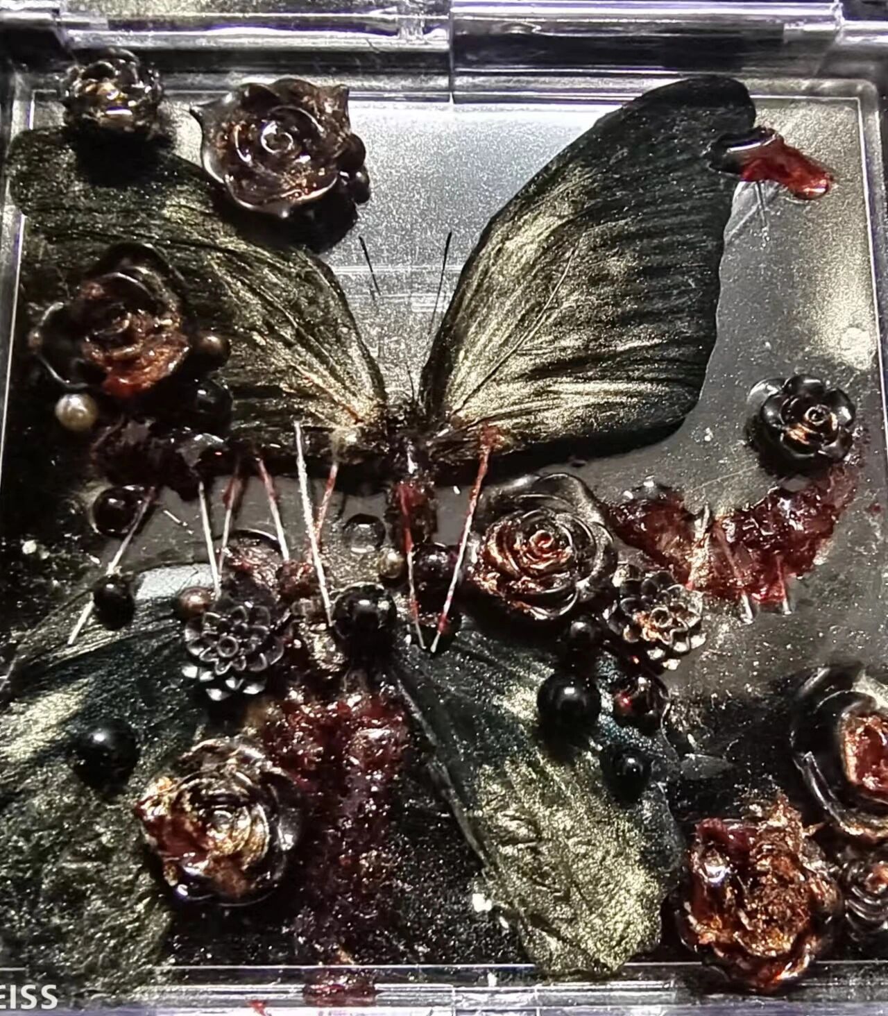 黑色大丽花(原图版)