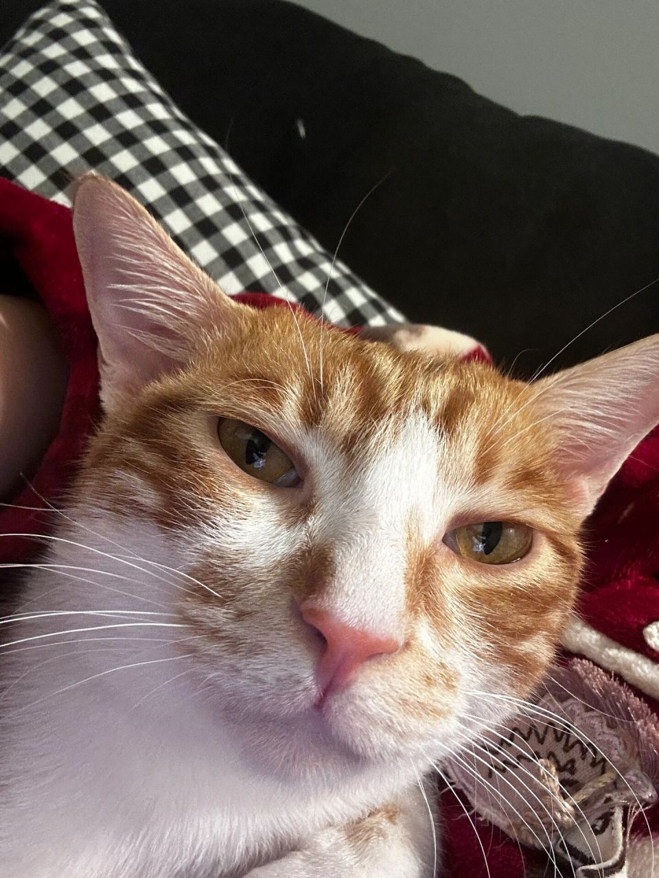 看看花三小时仿妆小猫咪到底像不像!