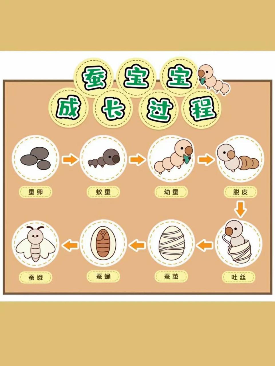 蚕宝宝的生长过程图 蚕的生长过程大概分为五个阶段,分别是孵化,休眠