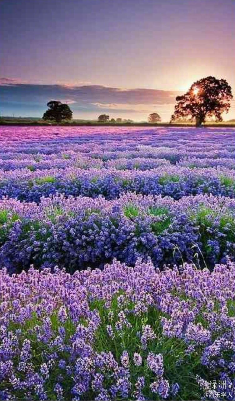 《状江南·孟夏》        贾弇  江南孟夏天, 慈竹笋如编.