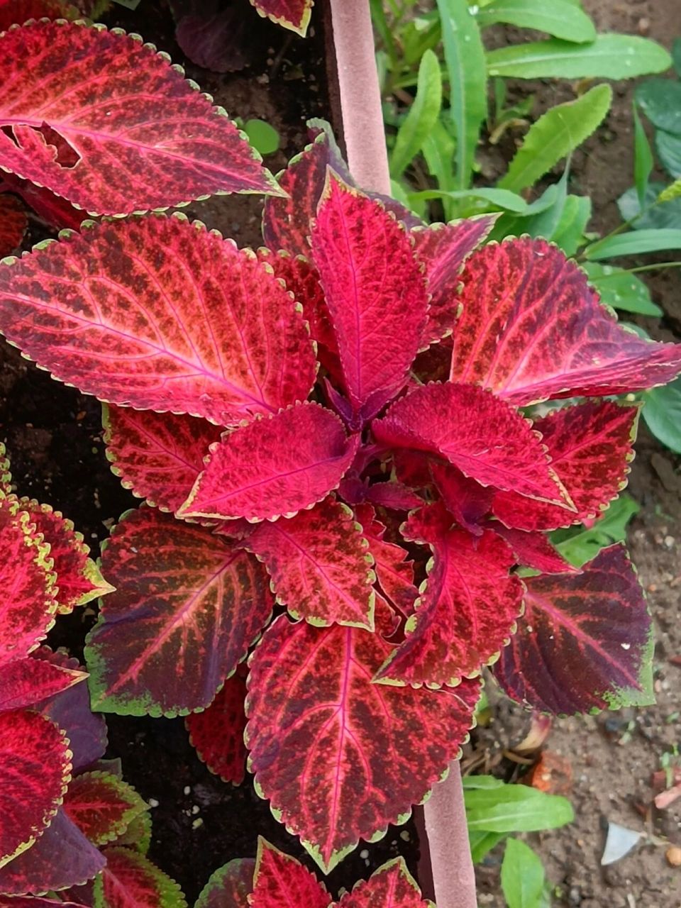 颜值高的五彩苏,你见过吗? 色彩绚烂的五彩苏, 你都见过哪一些?