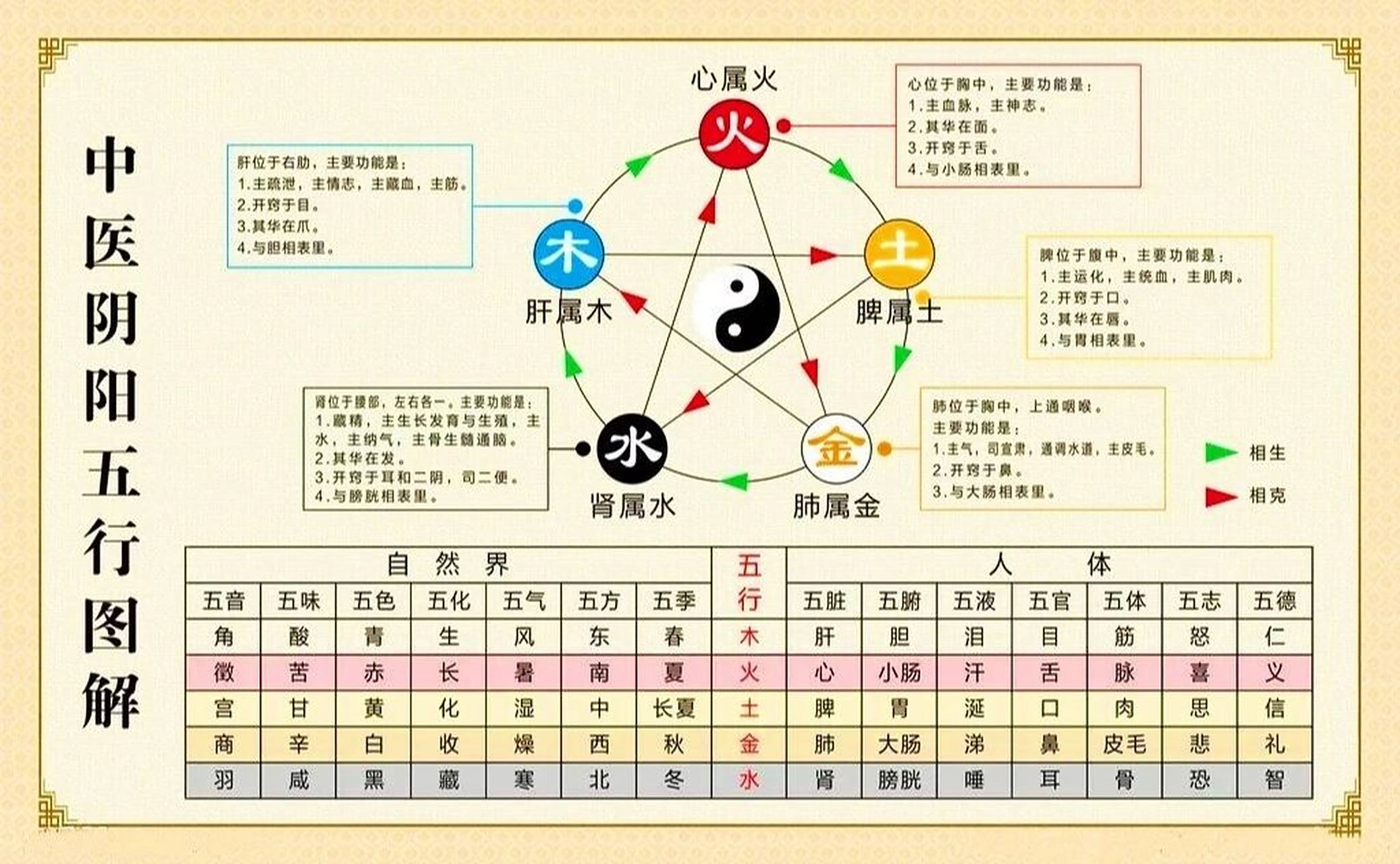 一张图让你知道五脏六腑表里五行的联系 肝是东方属木主筋,与胆相表里