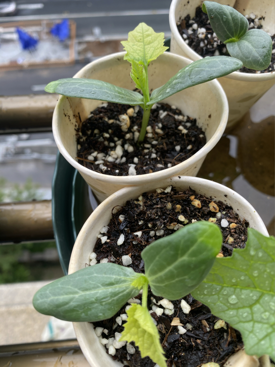 丝瓜苗有黄叶为什么 求助:有哪位种菜大神知道我的丝瓜苗的叶子为什么