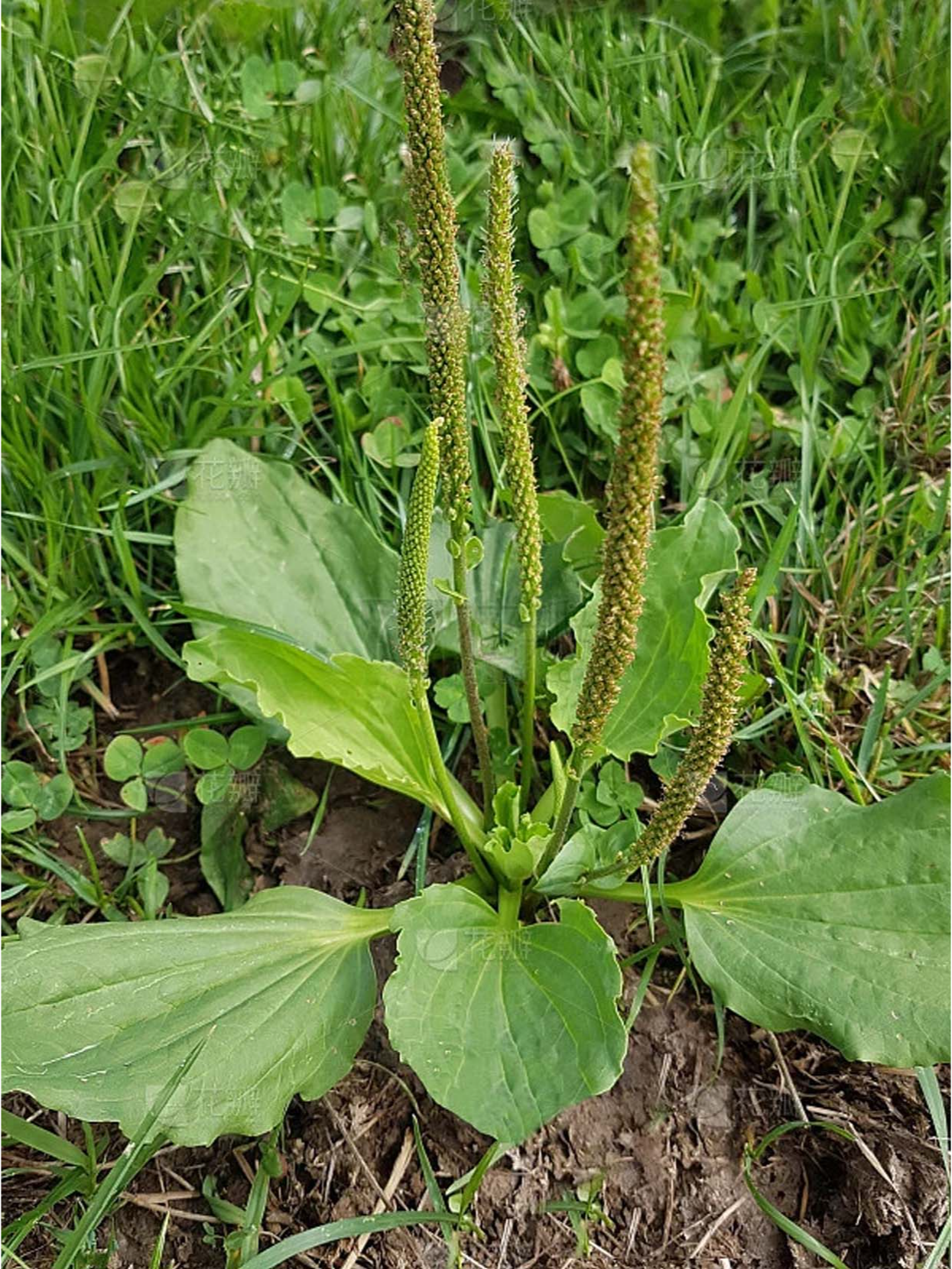 每天认识一味中药材|车前草