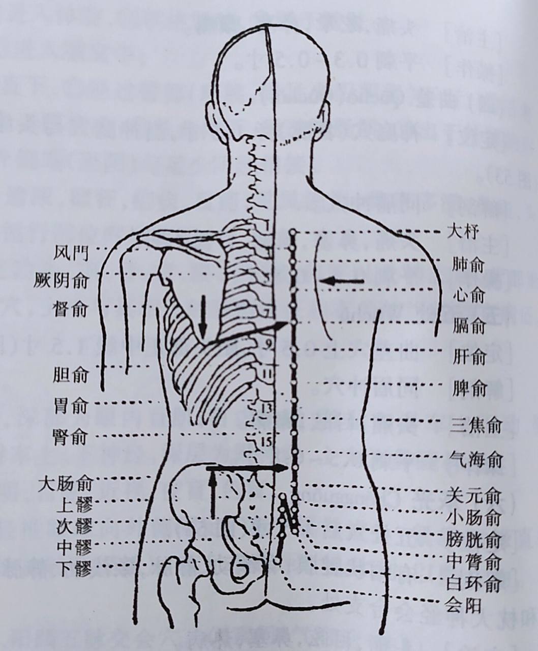 倪师针灸笔记膀胱经 97膀胱经是穴位最多的经络,五脏六腑的腧穴都在