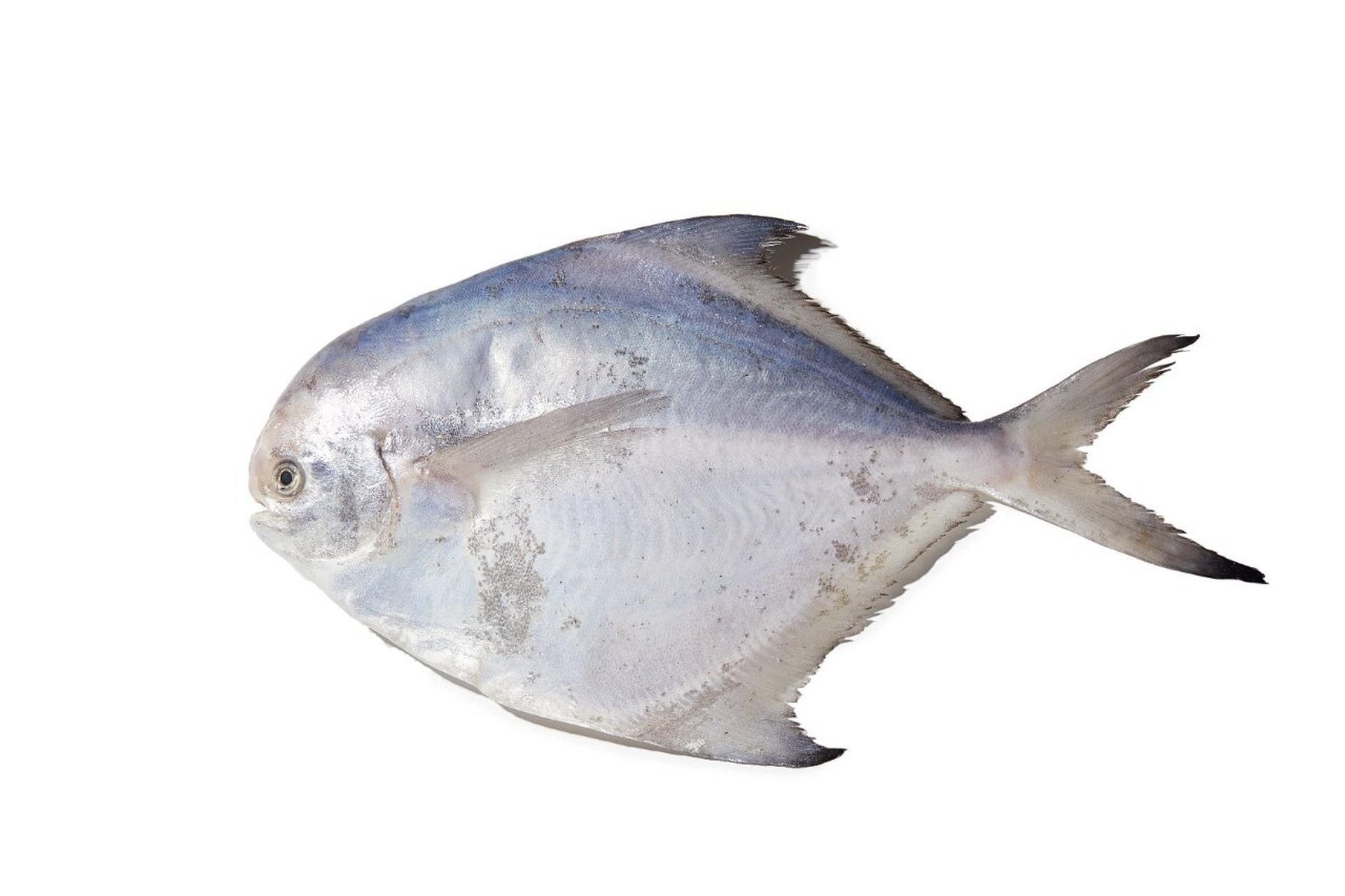 鲳鱼在我们的生活中是一种比较常见的鱼类,鲳鱼的营养价值十分的犯换