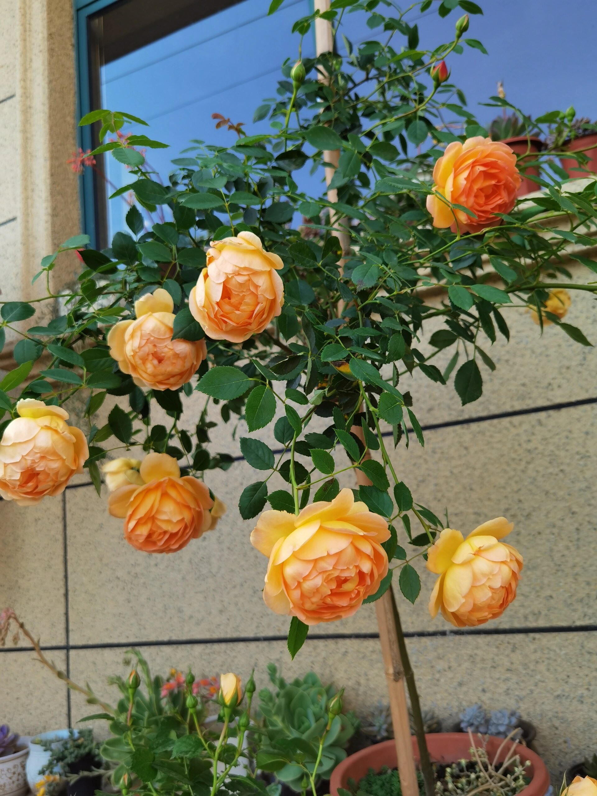月季花夏洛特夫人 花大色艳!花多复花快!三日散!