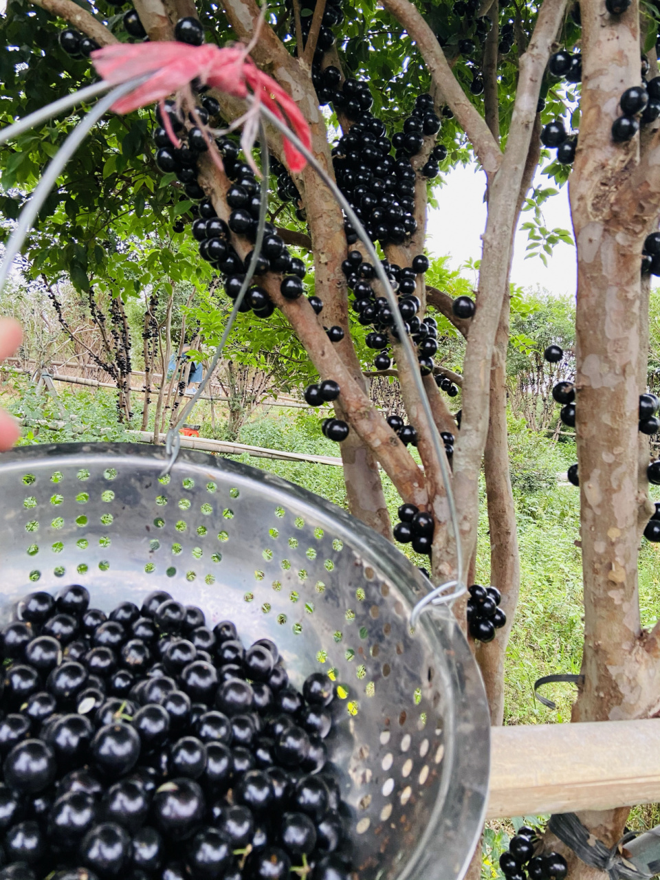 多宝果 满果园满树枝都是果,采摘过程太爽啦,一手抓一把