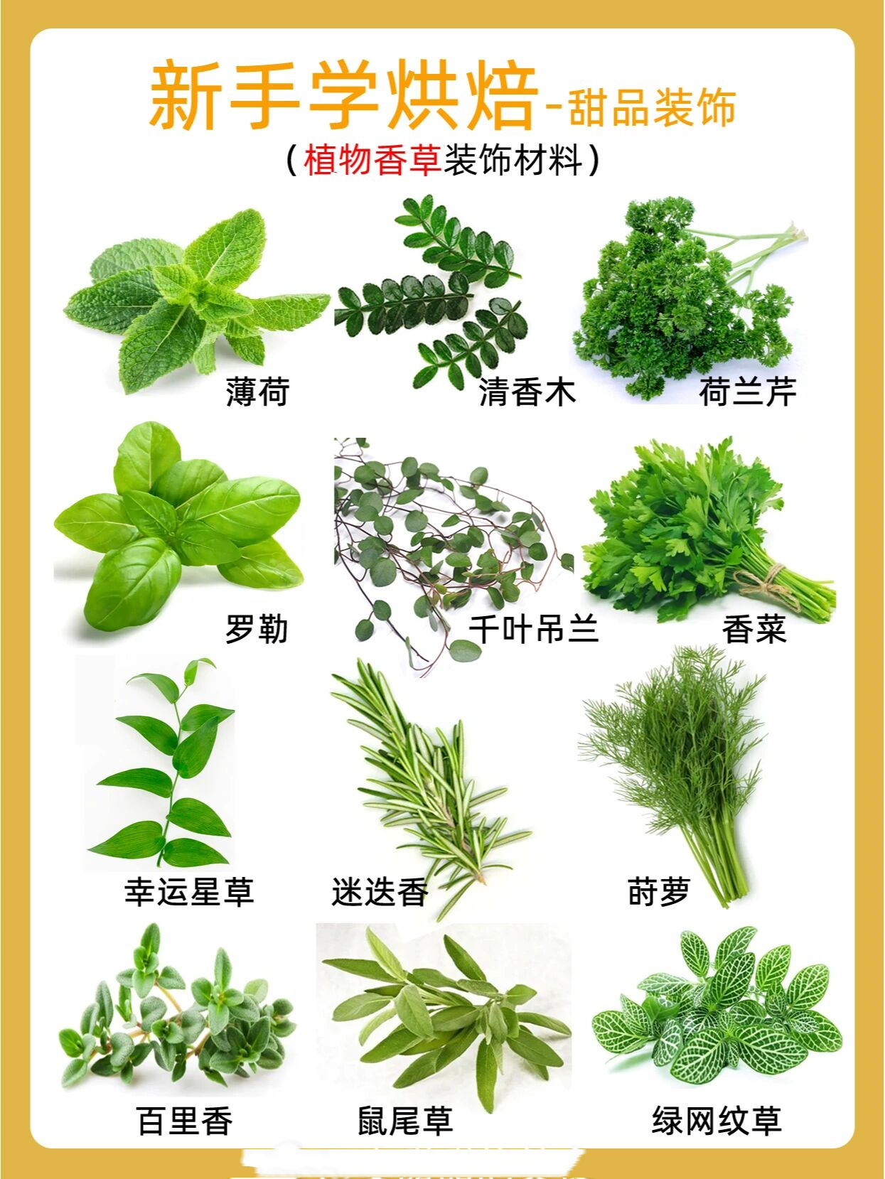 新手学烘焙必看!甜品装饰绿植香草介绍