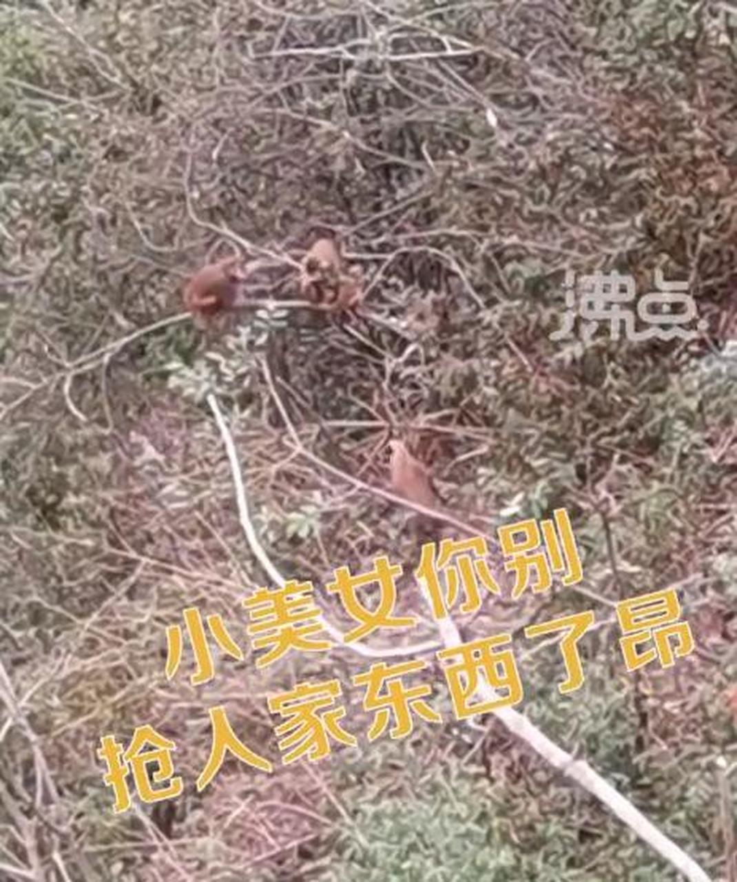 【大爷拿大喇叭花式点名喊猴子吃饭 猴子名字别致引游客大笑】10月5日