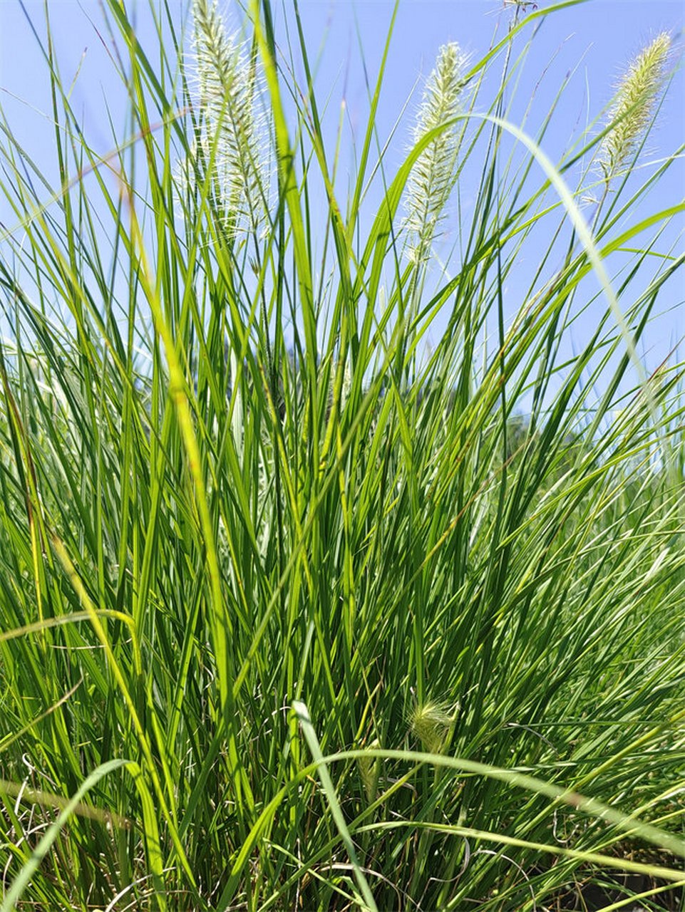 观赏草系列-小兔子狼尾草 小兔子狼尾草为园林绿化用观赏草品种,单株