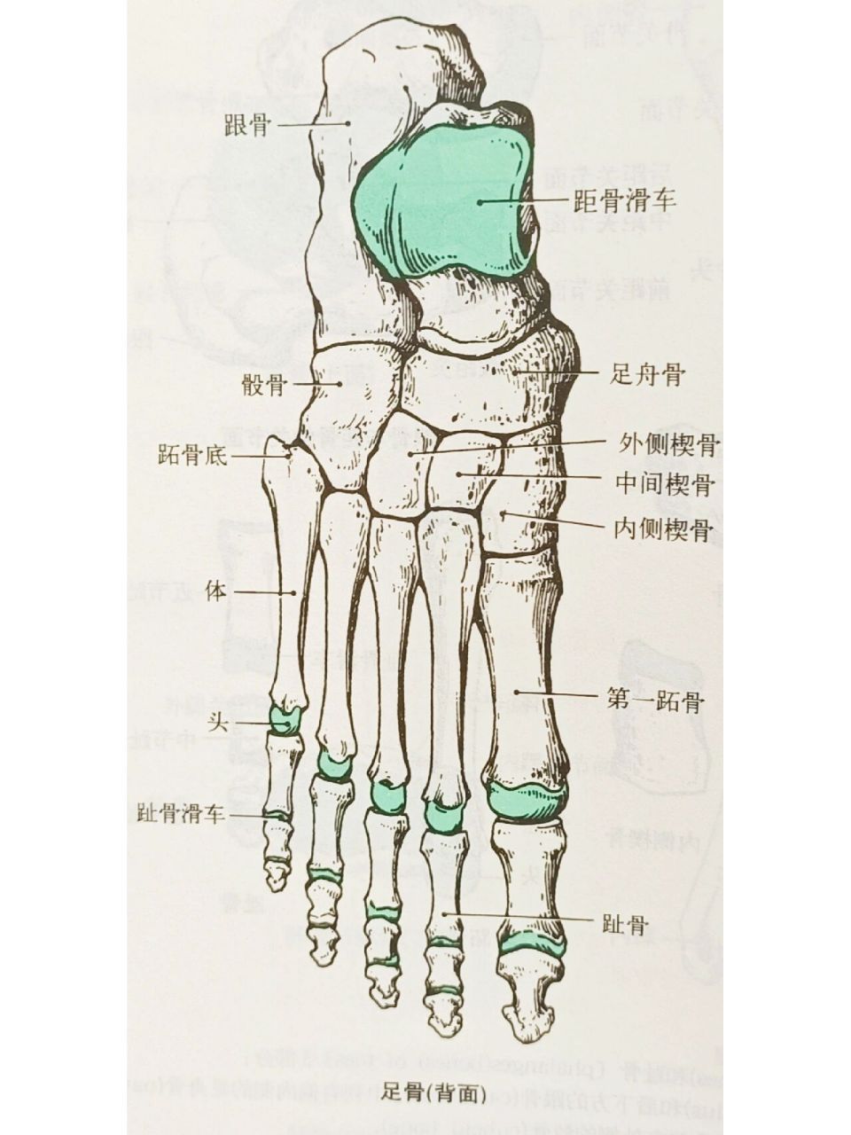 解剖-足部骨骼