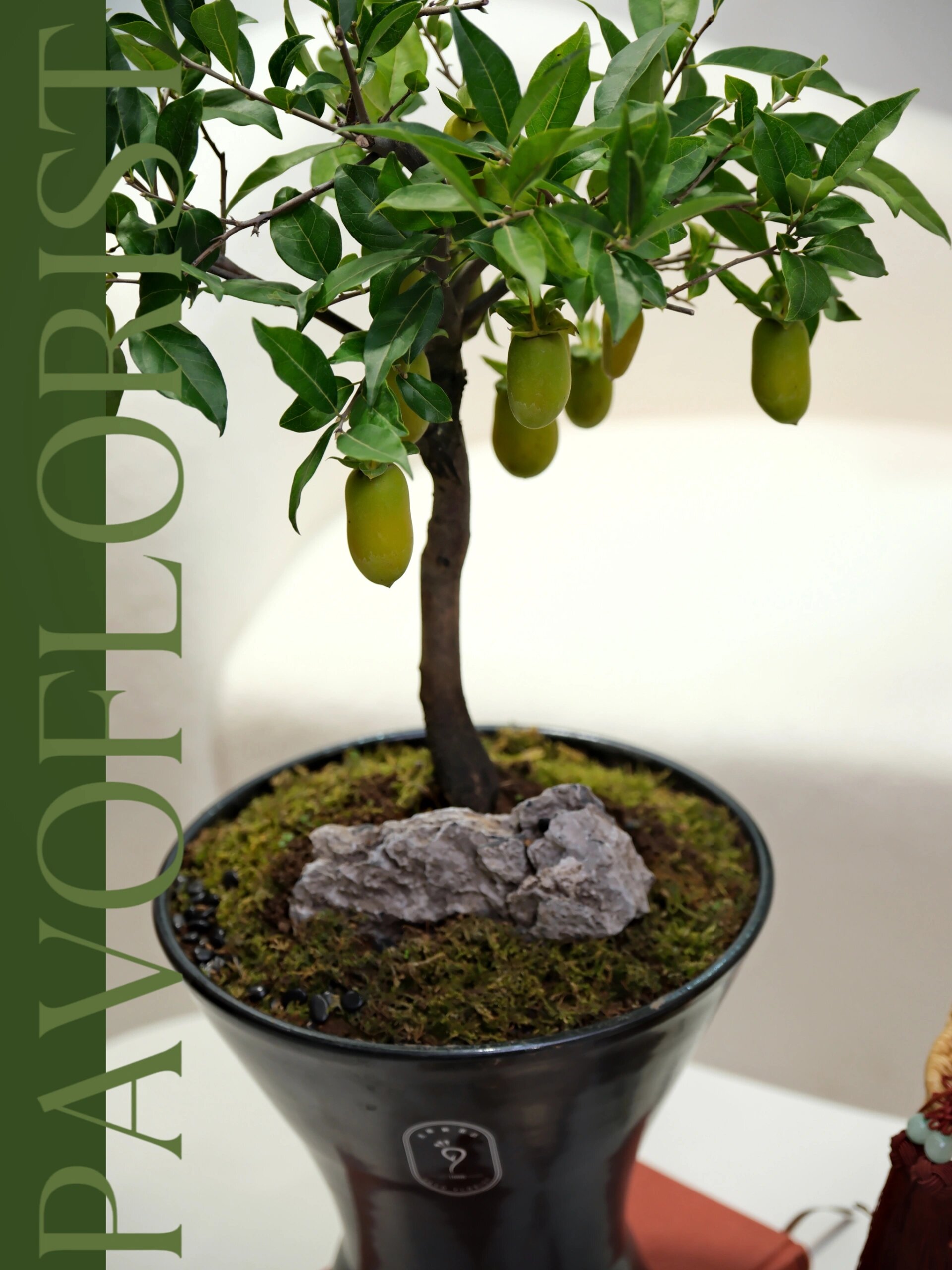 高档盆景 | 老鸦柿《事事如意