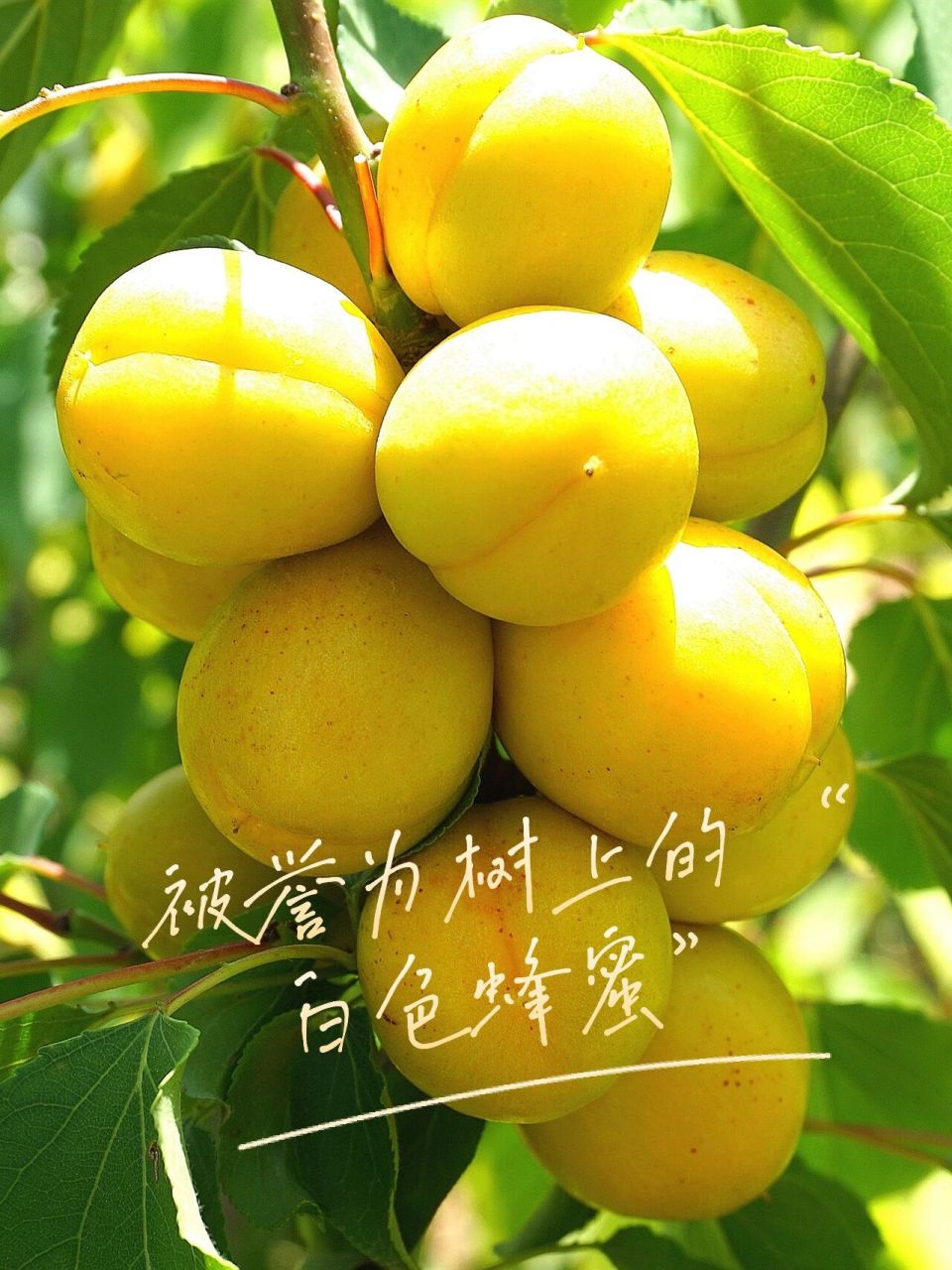 又到了一年一季,新疆轮台白杏成熟的季节.