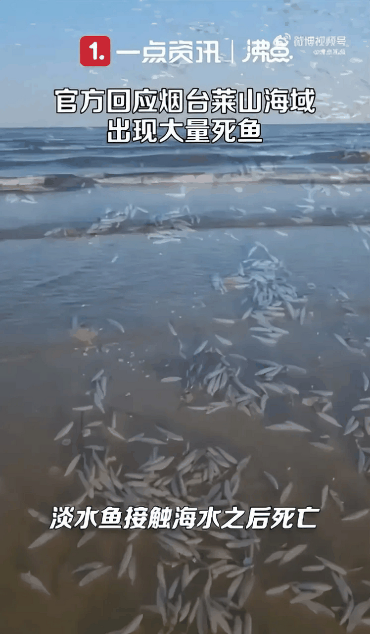 烟台海边死鱼图片