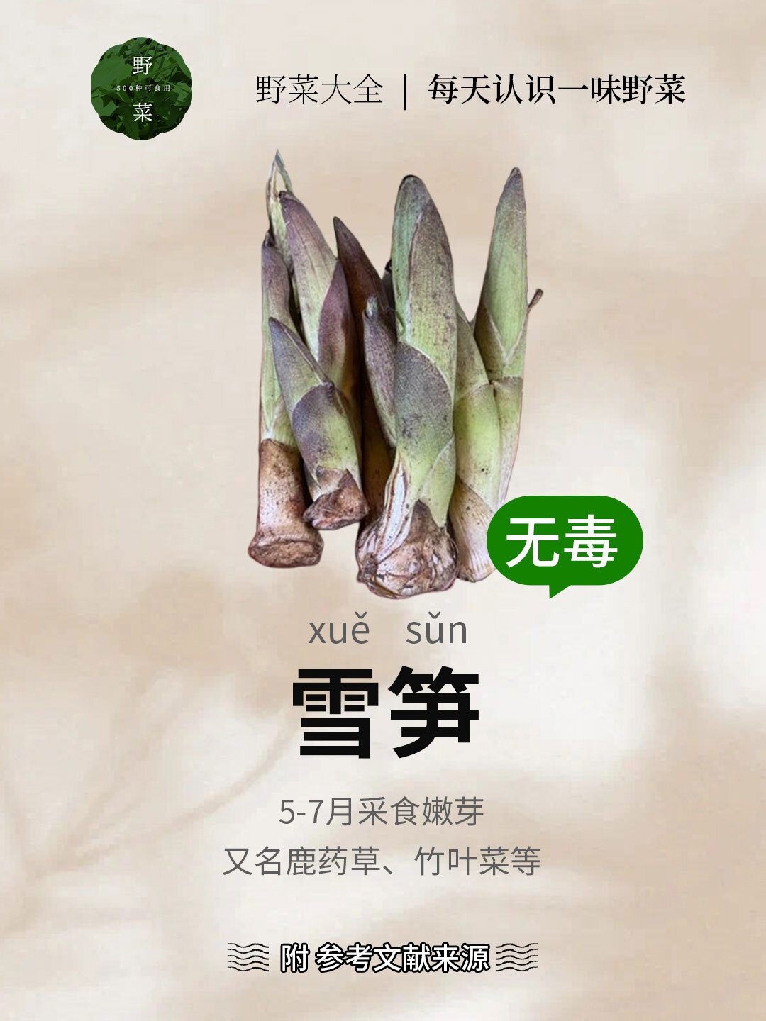 127 | 雪笋,雪水浇灌的高山野菜果然鲜嫩