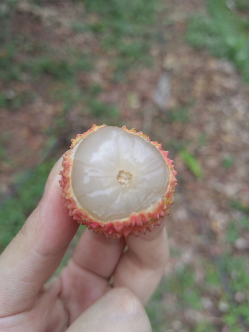 合江带绿荔枝(自家的) 带绿荔枝,朋友订单80斤,现摘现发,味甘清香,皮