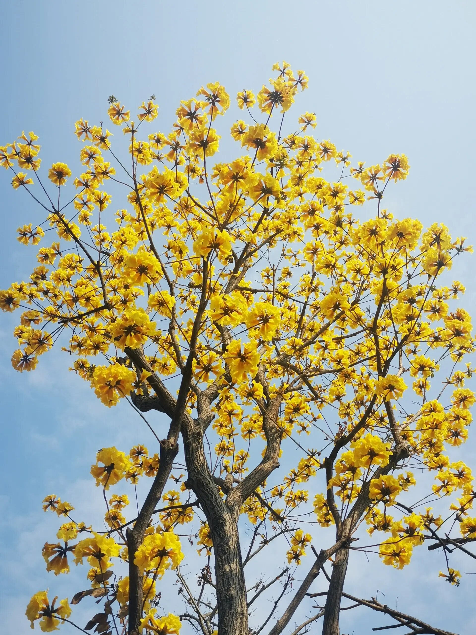 霁风花花语图片