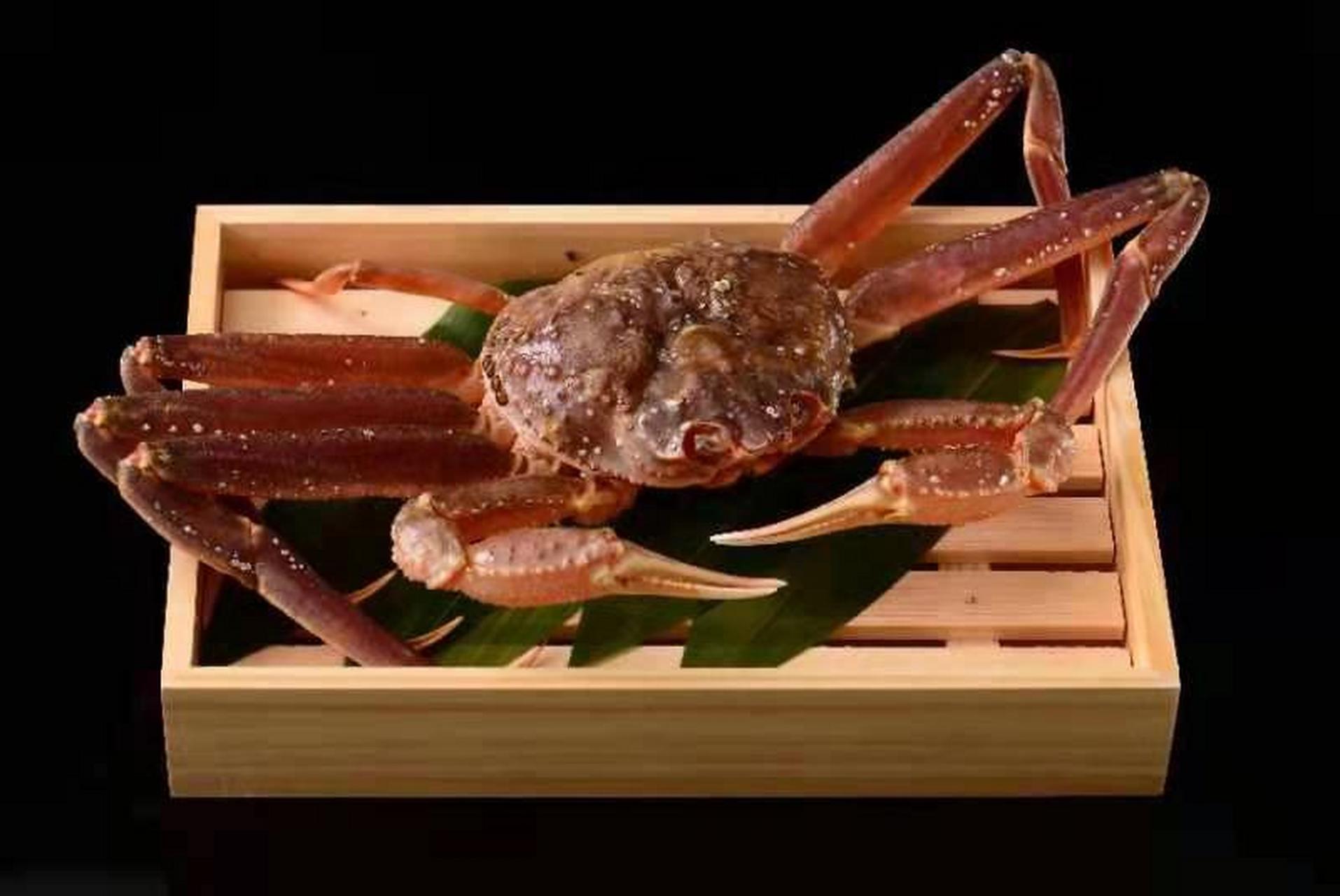 隐缘起——松叶蟹 又名津和井蟹,雪蟹,远东海域雪蟹 是原产俄罗斯以及