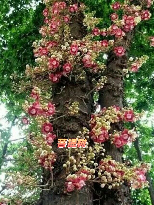 9种可以避鬼的树木