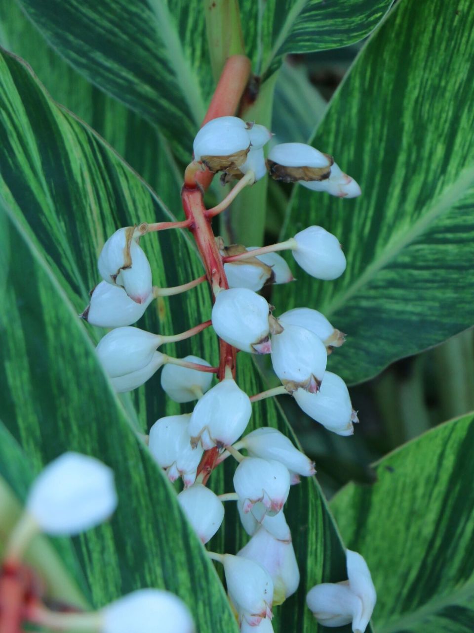 花叶良姜开花 太美了 超美的花叶姜花