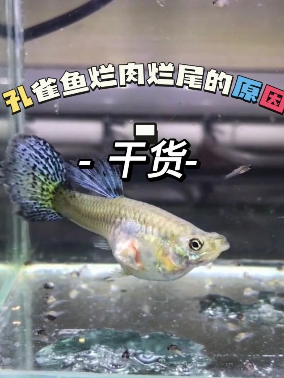 孔雀鱼烂肉烂尾的原因?