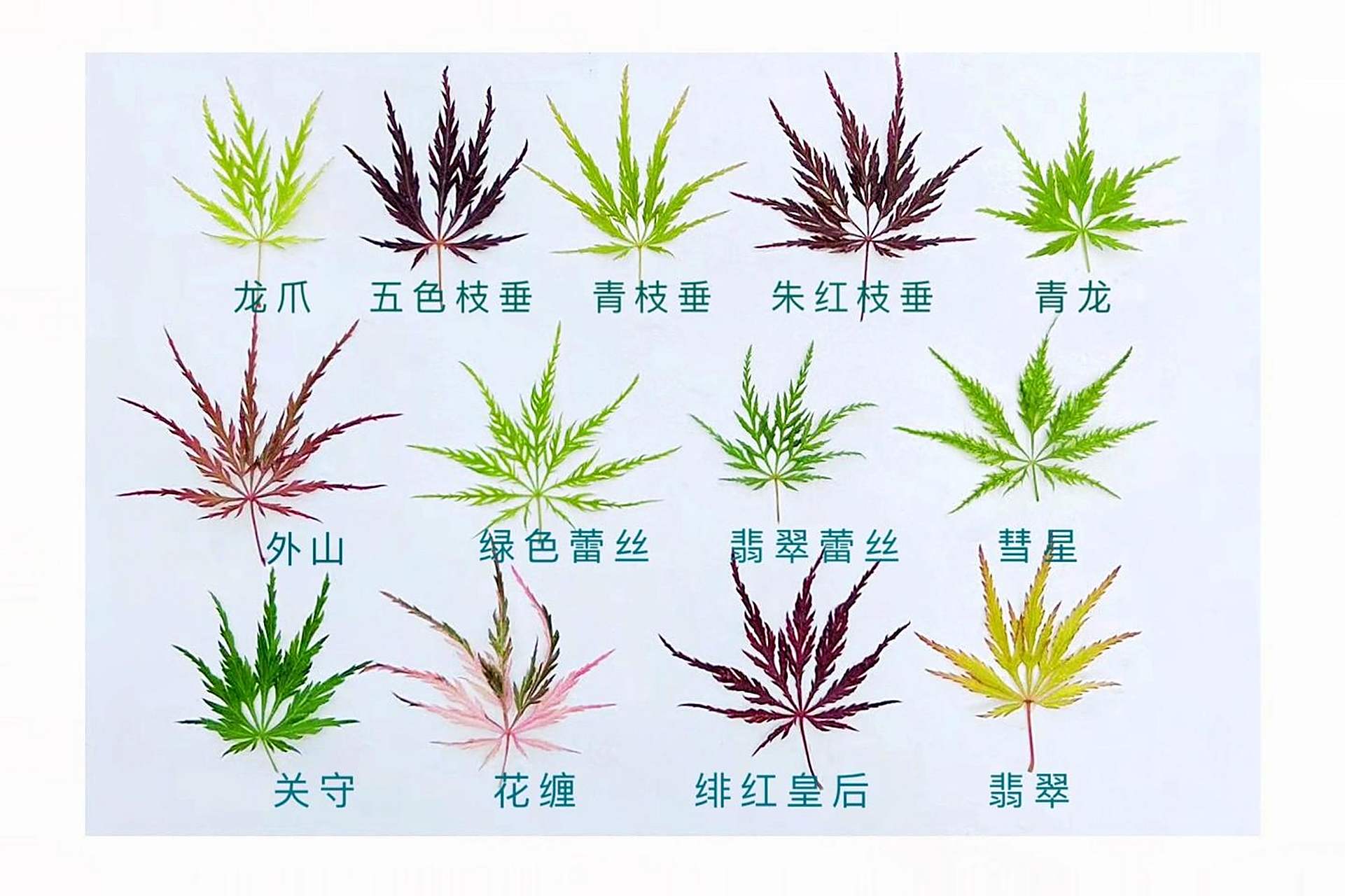 分享羽毛枫品种! 看看大家喜欢哪个品种呢!